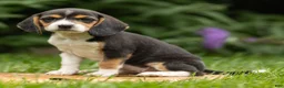 Beagle dogs for sale: Charity - Ad 5