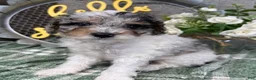 Miniature Poodle dogs for sale: Wesley - Ad 4