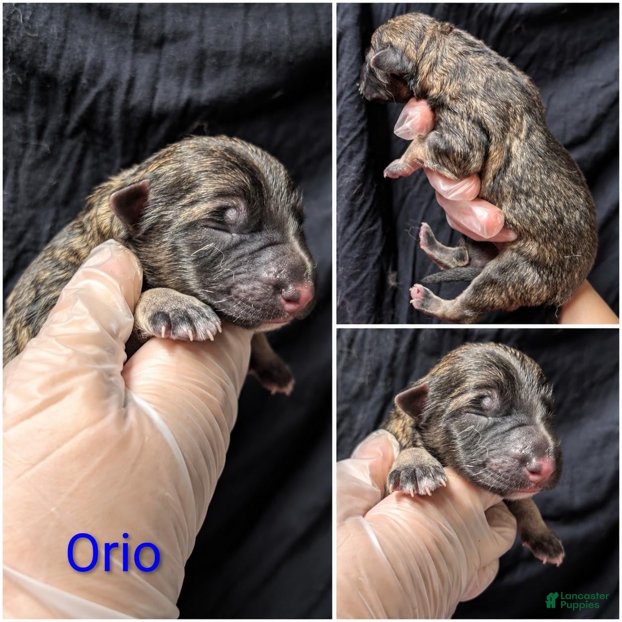 German Shepherd dogs Orio - Ad 1