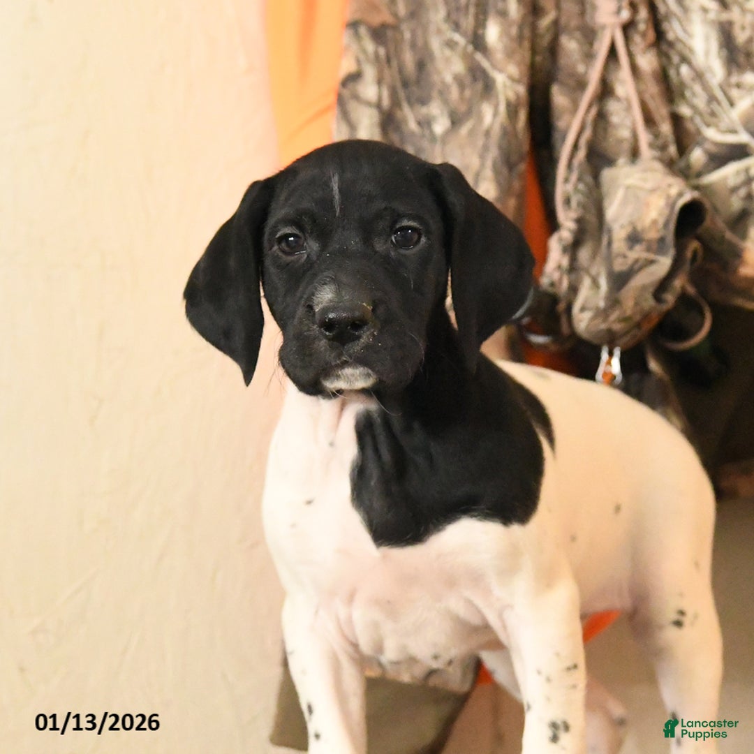 German Shorthaired Pointer dogs for sale: Hazel - Ad 5