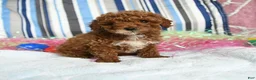 Miniature Poodle dogs for sale: Coffee - Ad 1