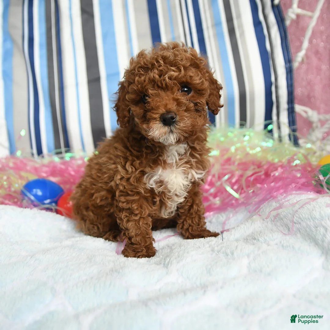 Miniature Poodle dogs for sale: Coffee - Ad 1