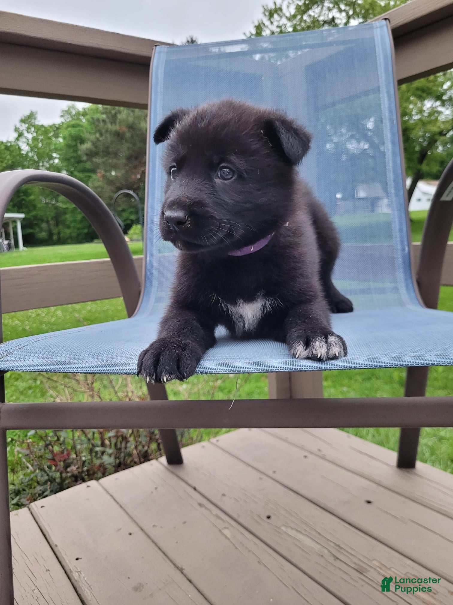 Mixed Breed dogs Sirius - Ad 1