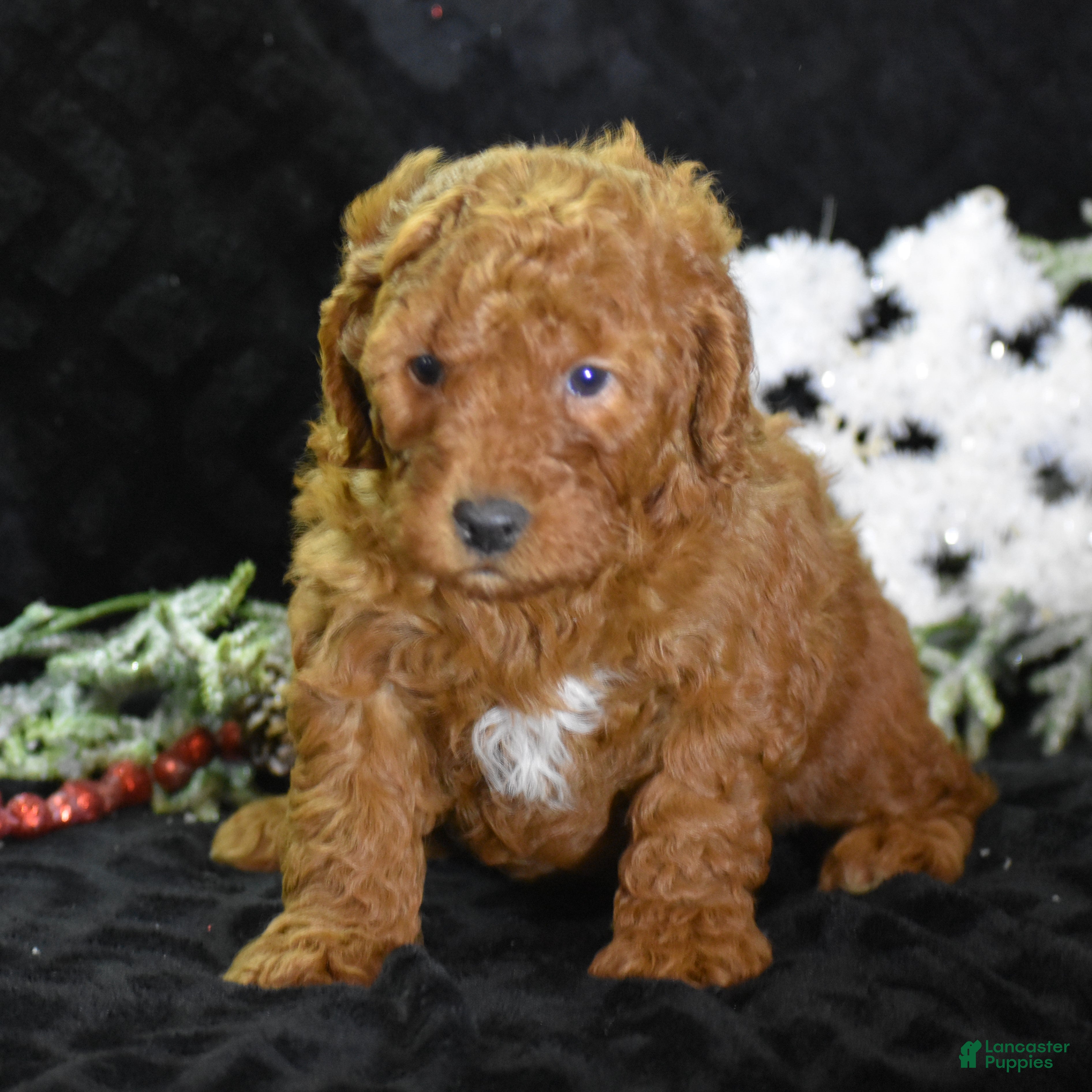 Mini Goldendoodle dogs Glimmer - Ad 2