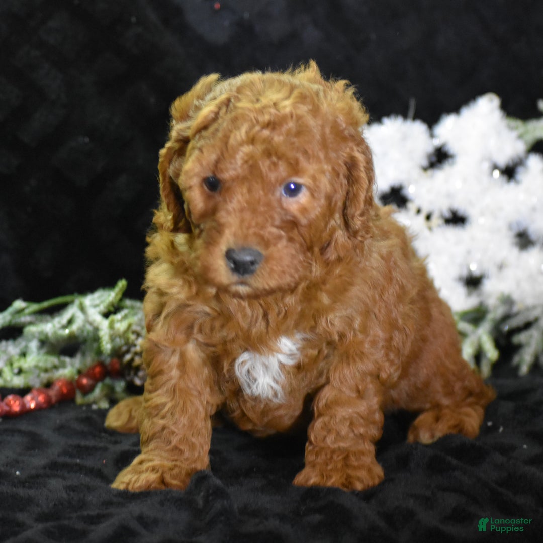 Mini Goldendoodle dogs for sale: Glimmer - Ad 4