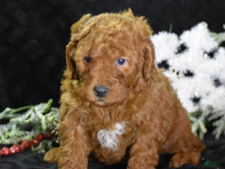 Mini Goldendoodle dogs Glimmer - Ad 4