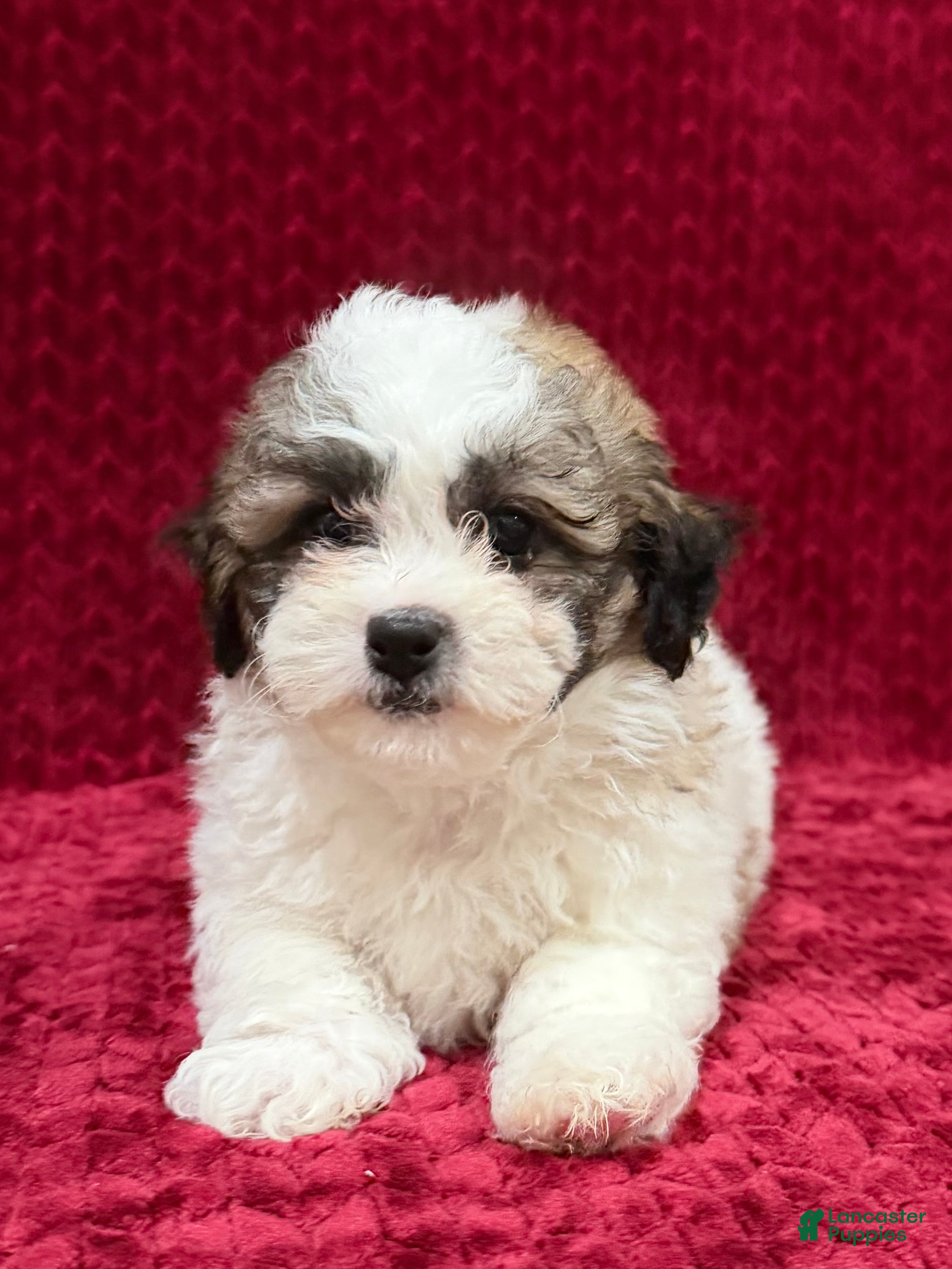 Teddy Bear dogs Nigel - Ad 2