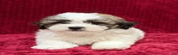 Teddy Bear dogs for sale: Nigel - Ad 2