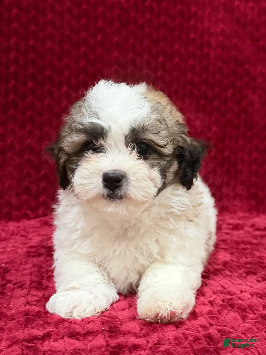 Teddy Bear dogs for sale: Nigel - Ad 2