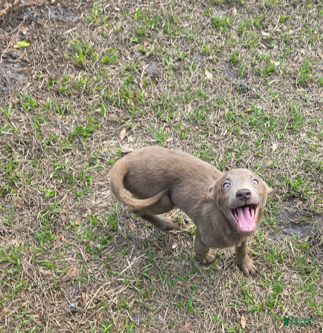 Labrador Retriever dogs for sale: Labrador Retriever channel - Ad 2