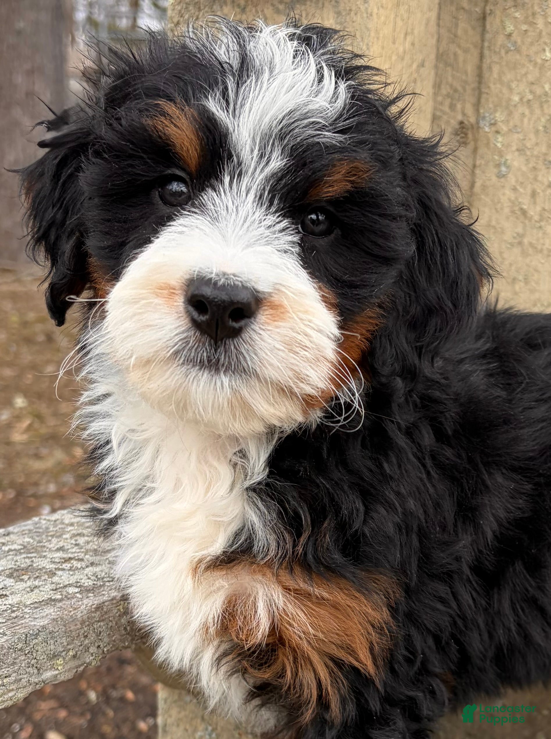 Mini Bernedoodle dogs 💚IN BOSTON MASSACHUSETTS AREA💚MINI BERNEDOODLE💚PETITE BOY💚 - Ad 1