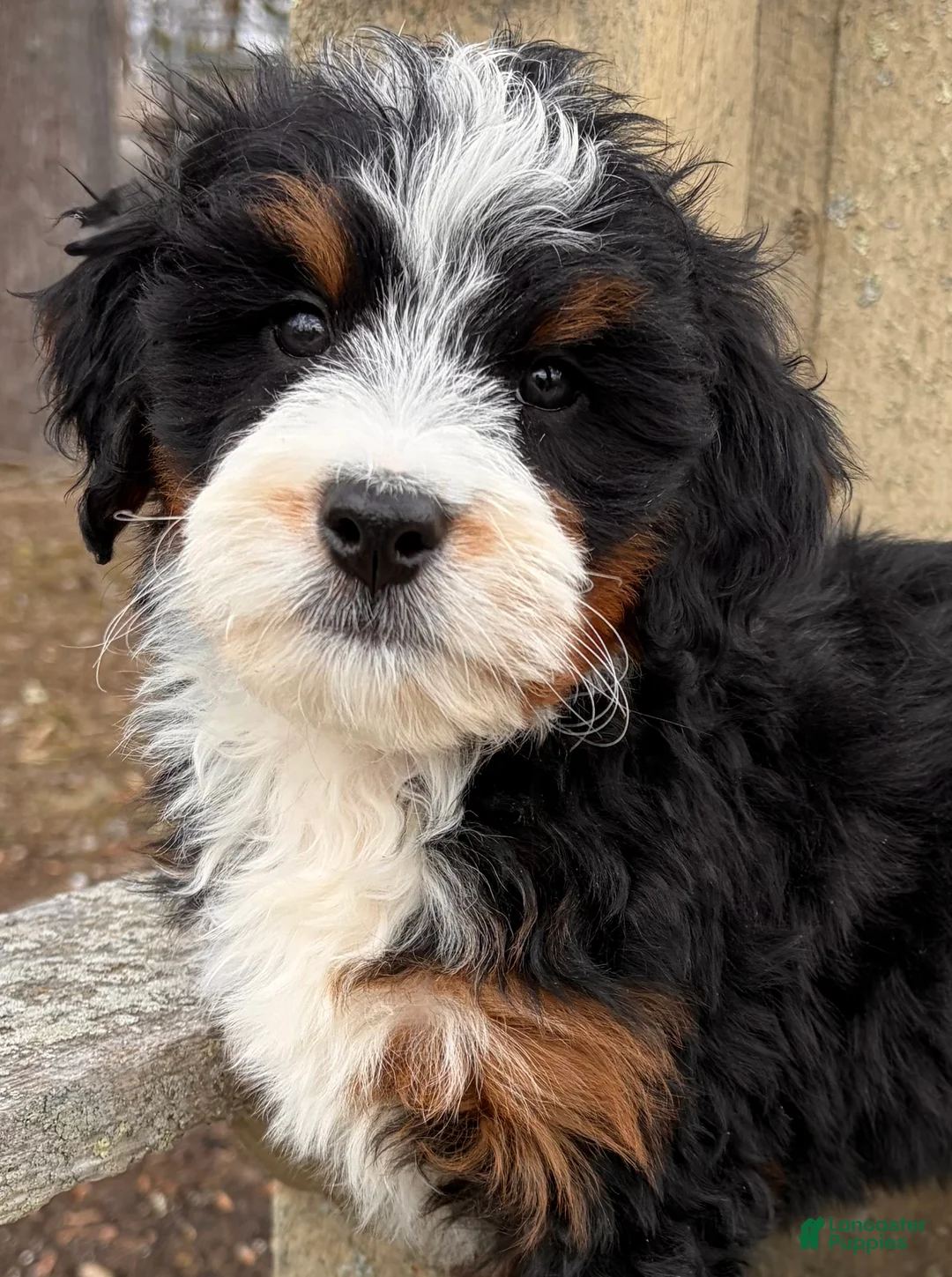 Mini Bernedoodle dogs for sale: 💚IN BOSTON MASSACHUSETTS AREA💚MINI BERNEDOODLE💚PETITE BOY💚 - Ad 1
