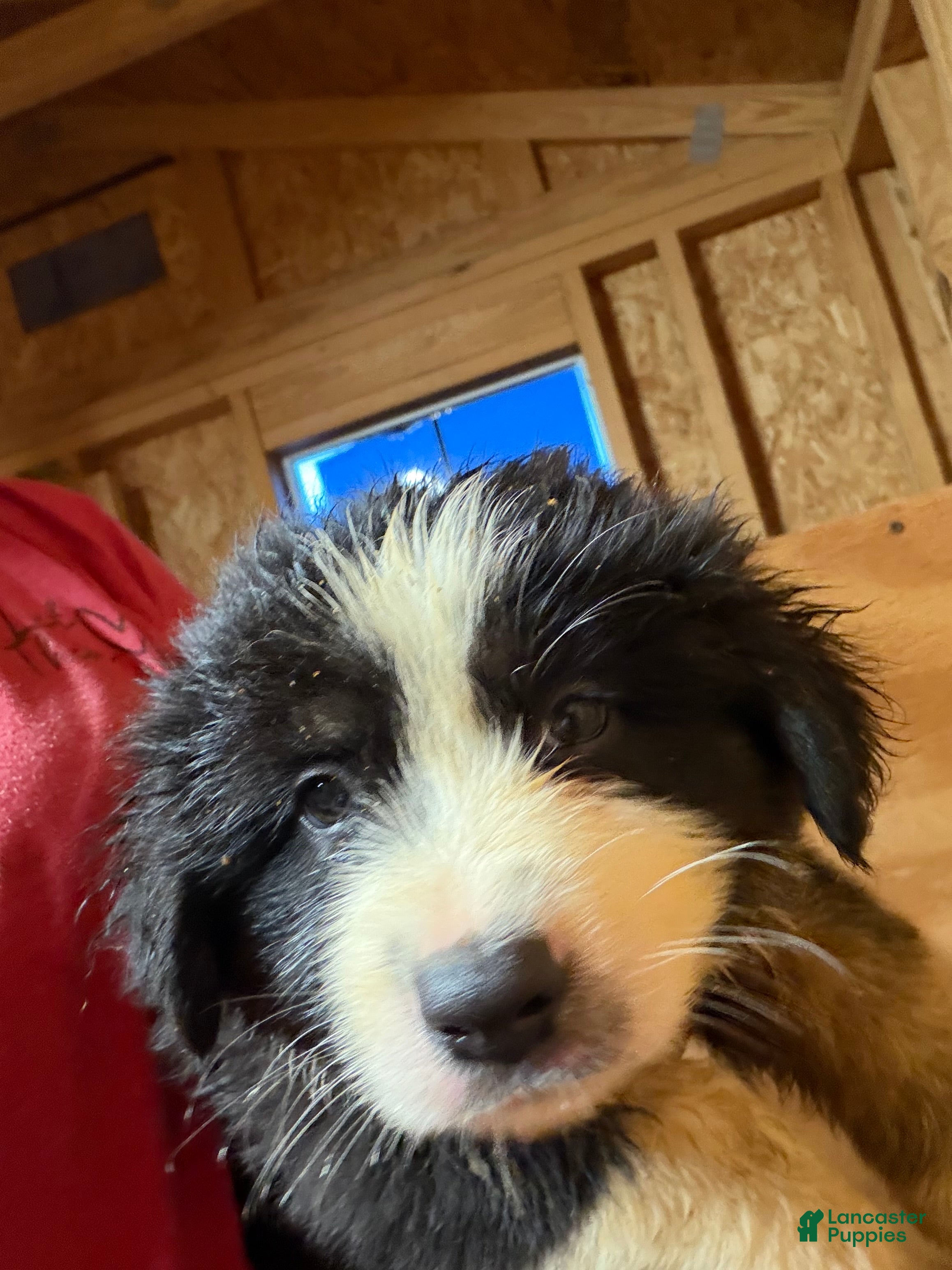 Australian Shepherd dogs Australian Shepherd 3 - Ad 16