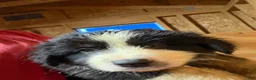 Australian Shepherd dogs for sale: Australian Shepherd 3 - Ad 1