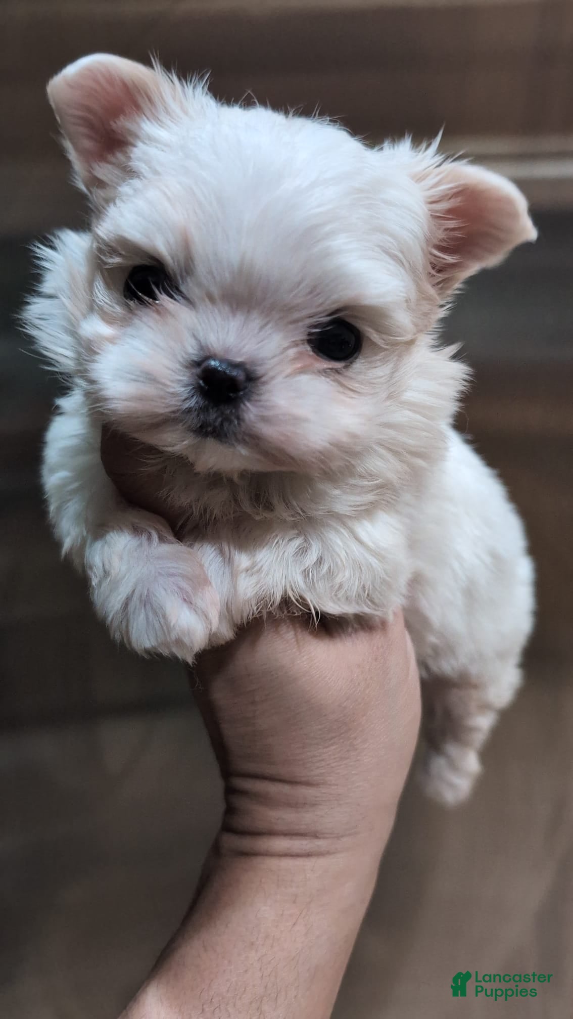 Maltipoo dogs Korean Maltipoo Teacup Male 1 - Ad 2