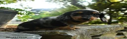 Miniature Dachshund dogs for sale: Clark - Ad 4