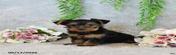 Yorkshire Terrier dogs for sale: Codey - Ad 1
