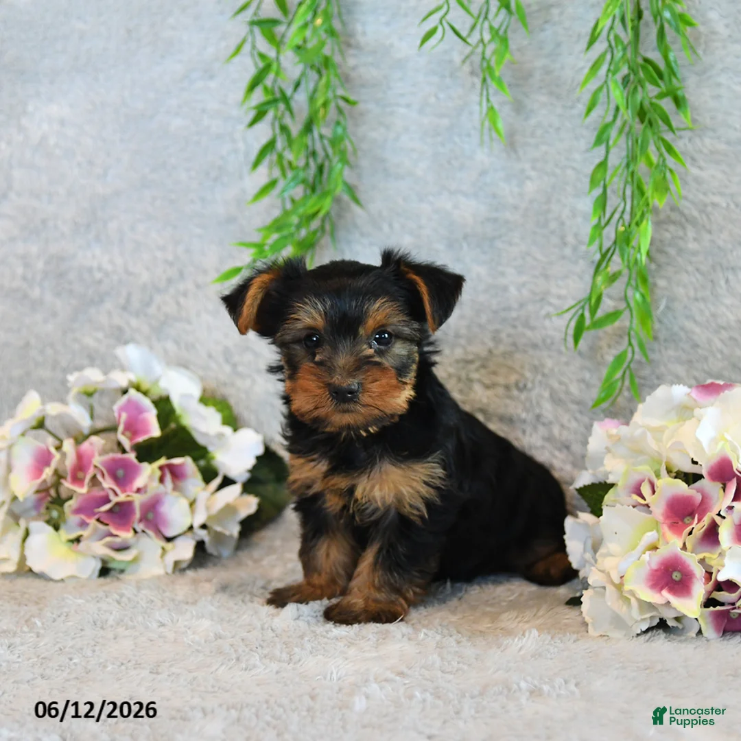 Yorkshire Terrier dogs for sale: Codey - Ad 1