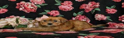 Shorkie dogs for sale: Melody Hypoallergenic - Ad 6