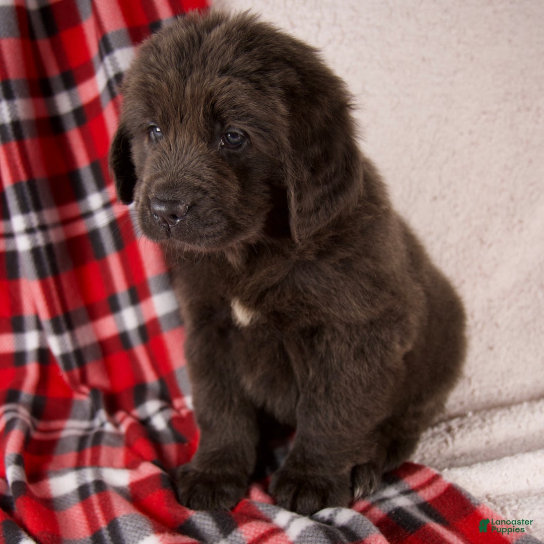 Newfoundland dogs for sale: Holly - Ad 8