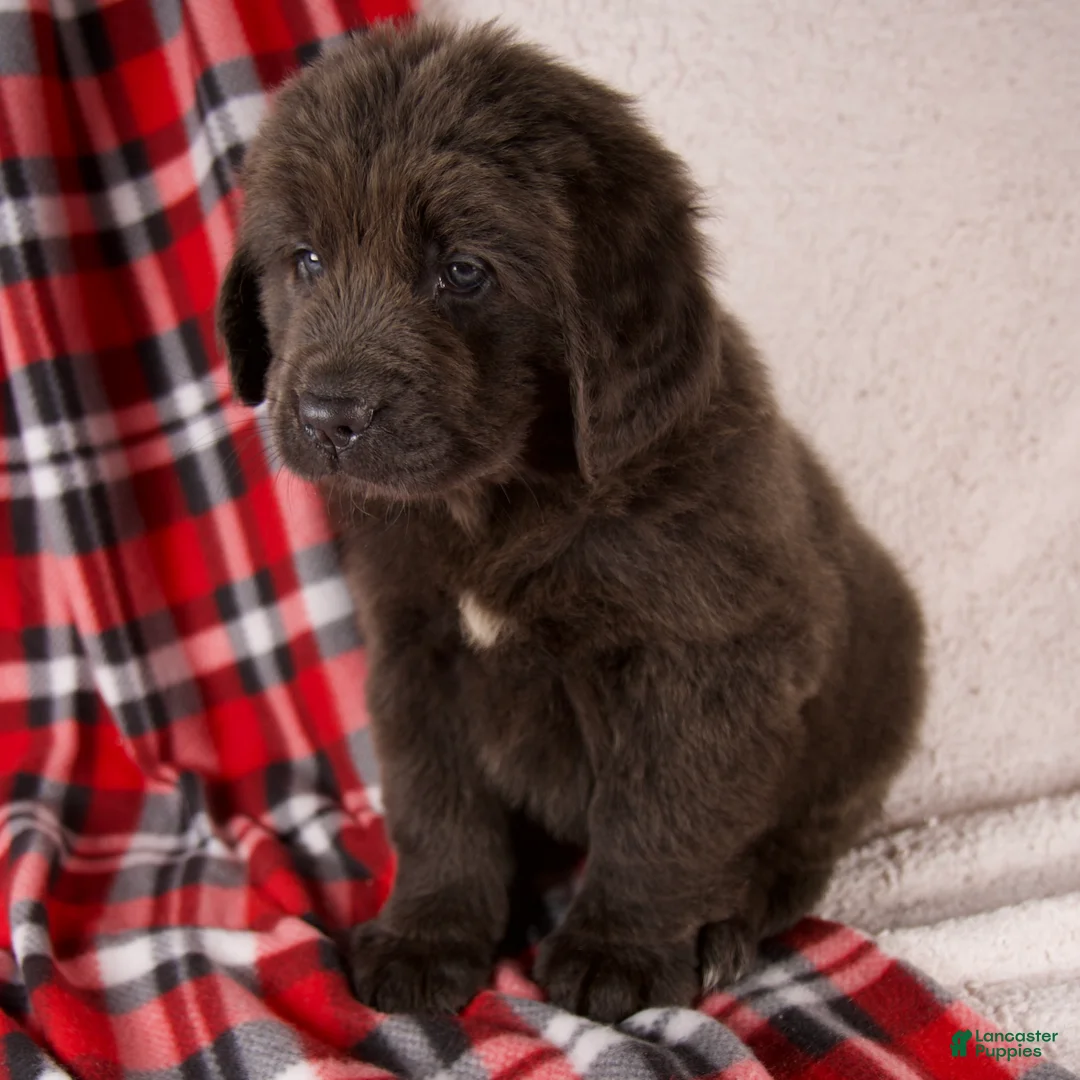 Newfoundland dogs for sale: Holly - Ad 8