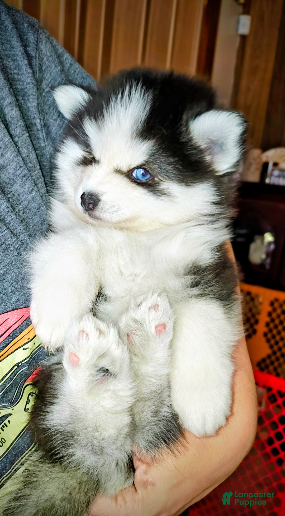 Pomsky dogs for sale: Pomsky Puppy 1 - Ad 4