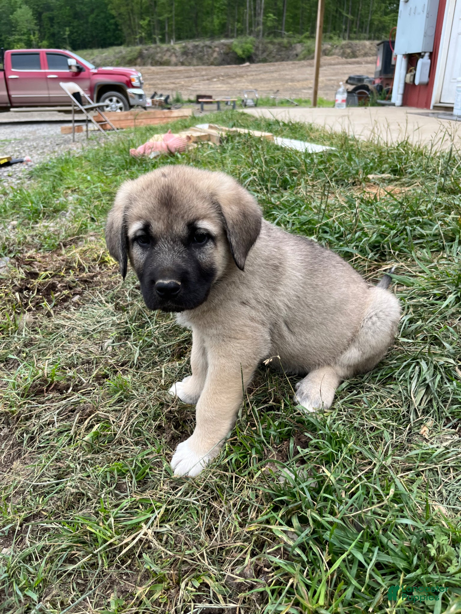 Mixed Breed dogs Green Puppy - Ad 3