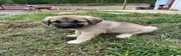 Mixed Breed dogs for sale: Green Puppy - Ad 1