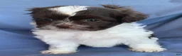 Shih Tzu dogs for sale: Muffin - Ad 6