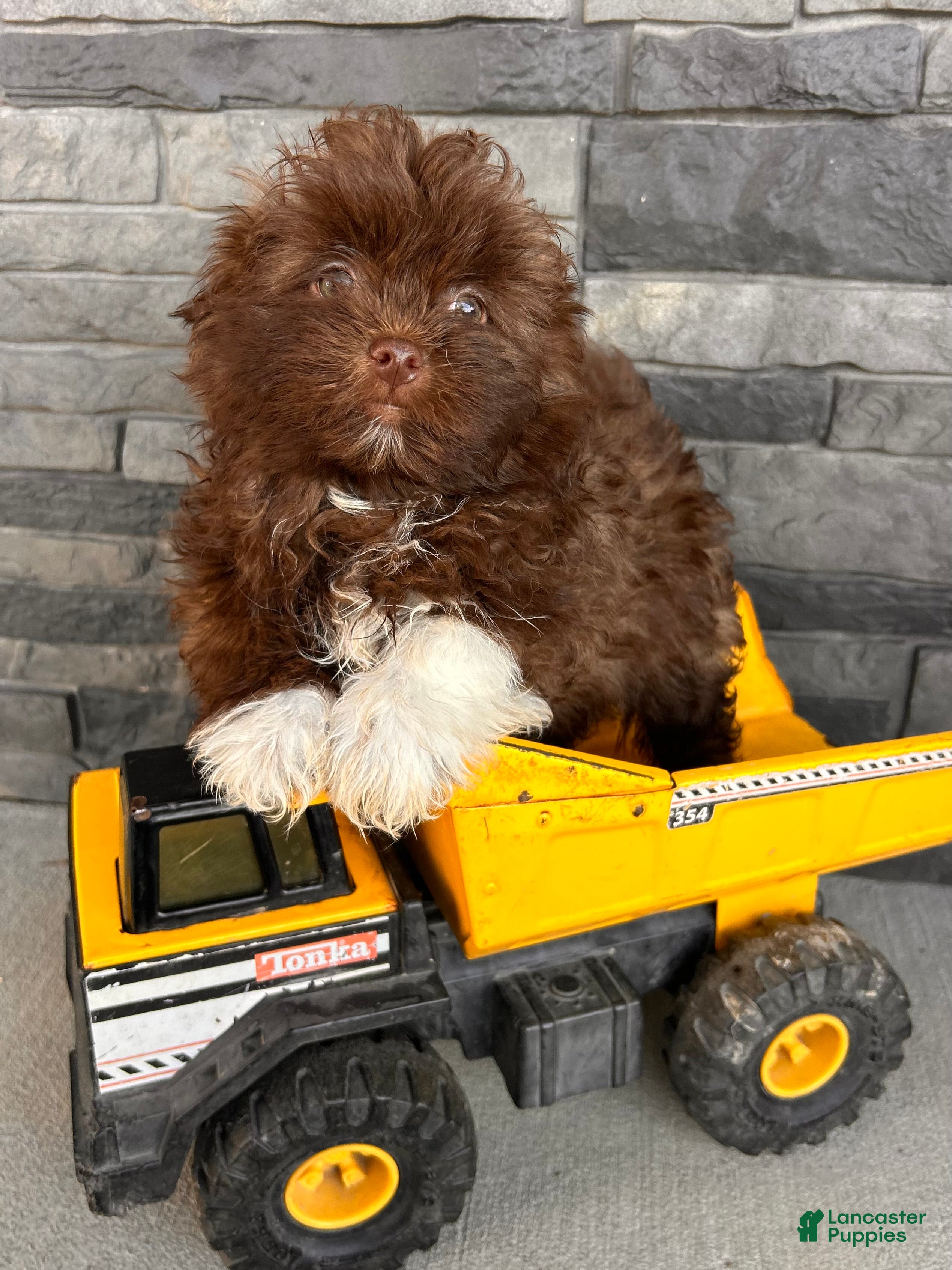 Mixed Breed dogs Gulliver - Ad 2