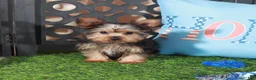 Yorkshire Terrier dogs for sale: Cowboy Adorable ACA Teacup Yorkie - Ad 1