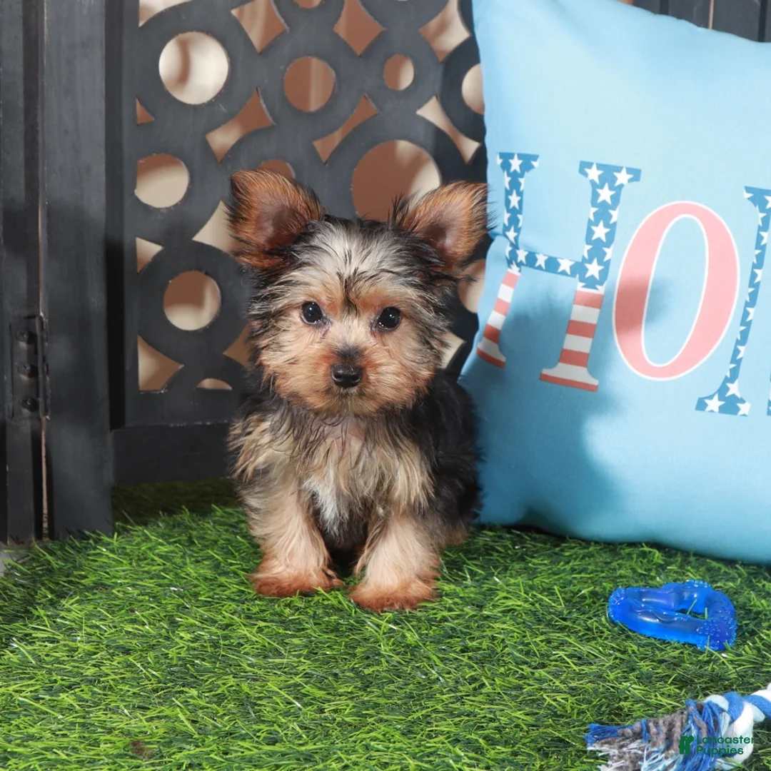 Yorkshire Terrier dogs for sale: Cowboy Adorable ACA Teacup Yorkie - Ad 1