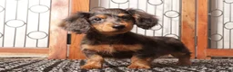 Miniature Dachshund dogs for sale: Rocco - Ad 3
