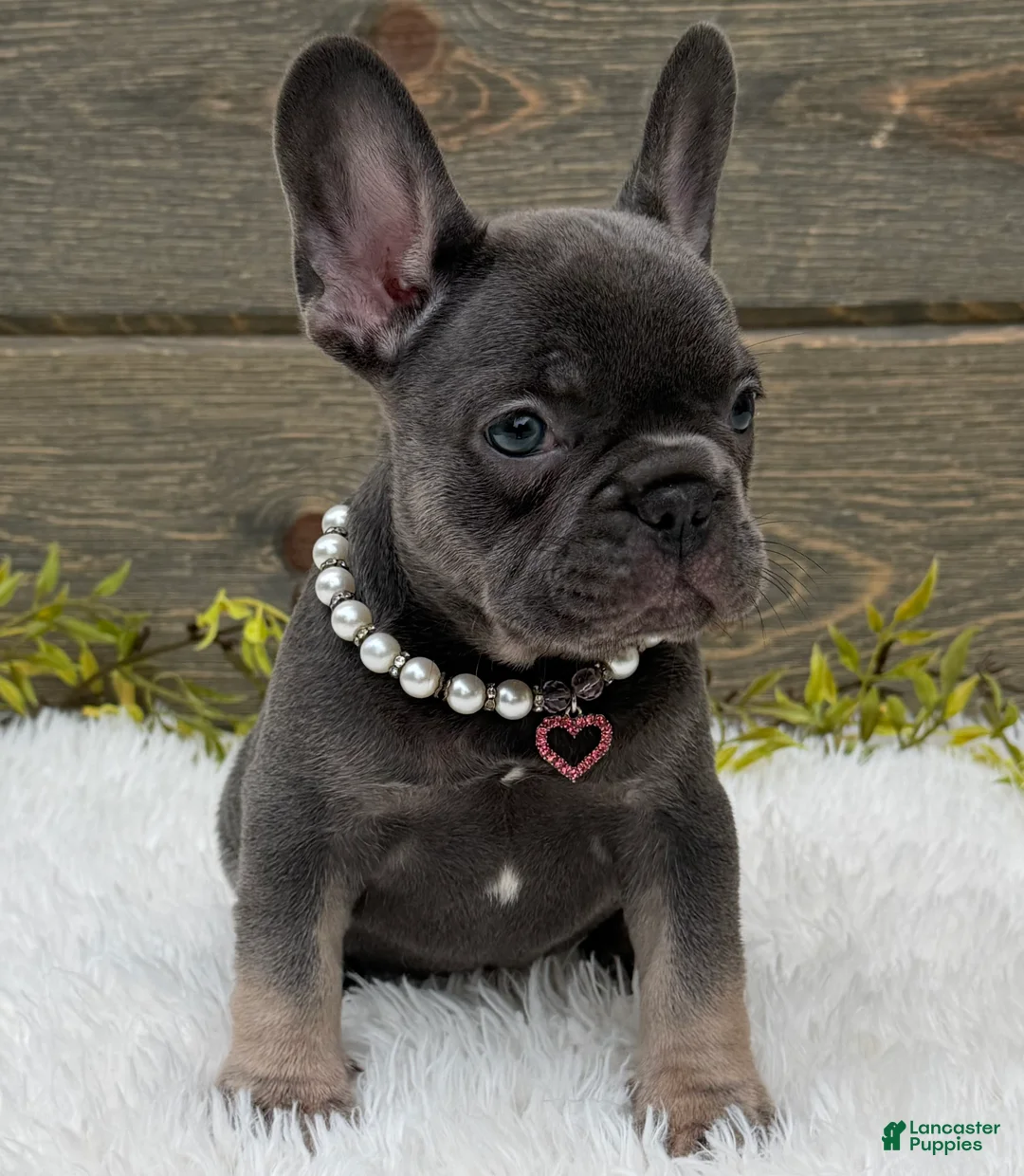 French Bulldog dogs for sale: Bella - Ad 2