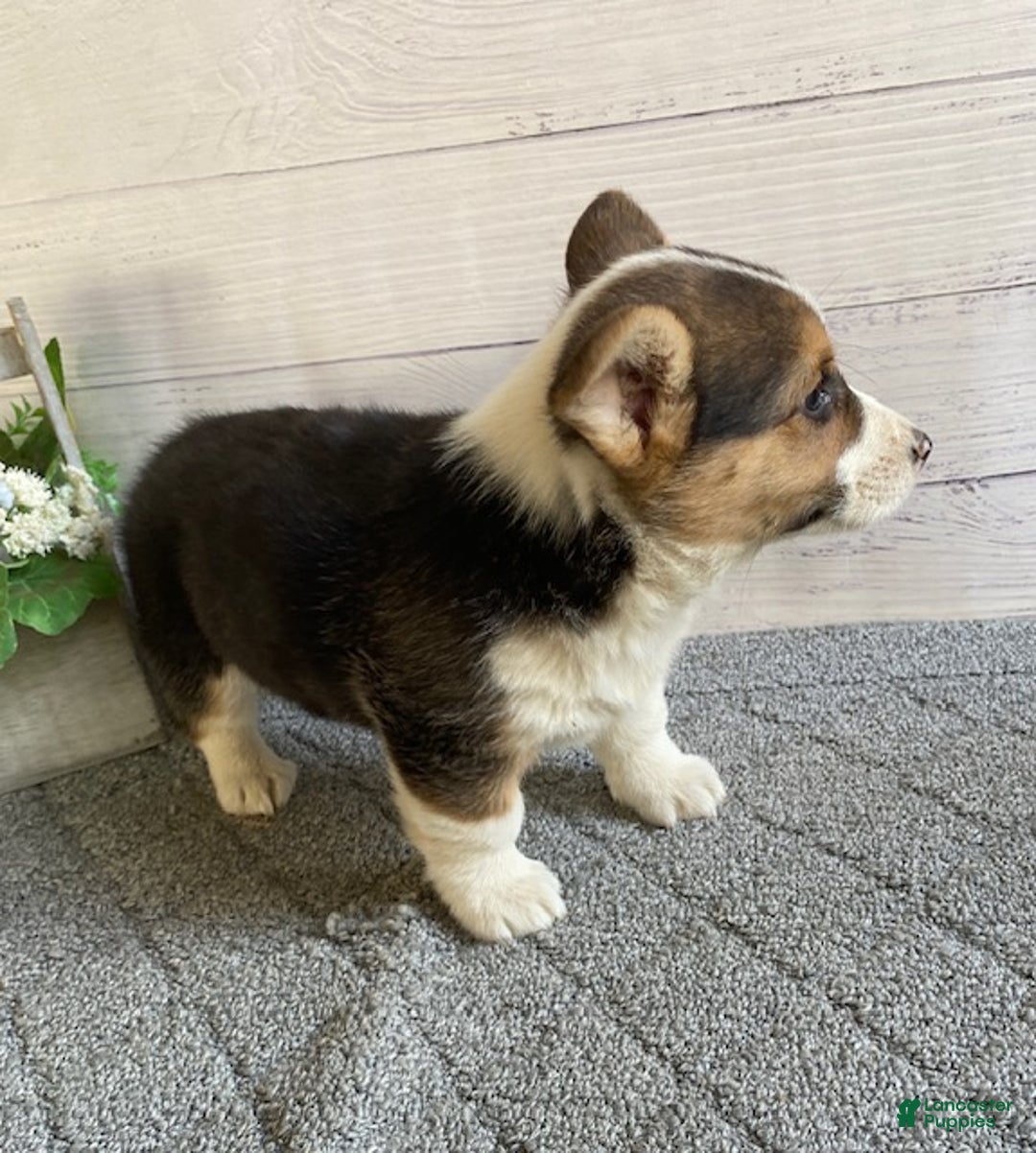 Welsh Corgi Pembroke dogs for sale: Pixie - Ad 3