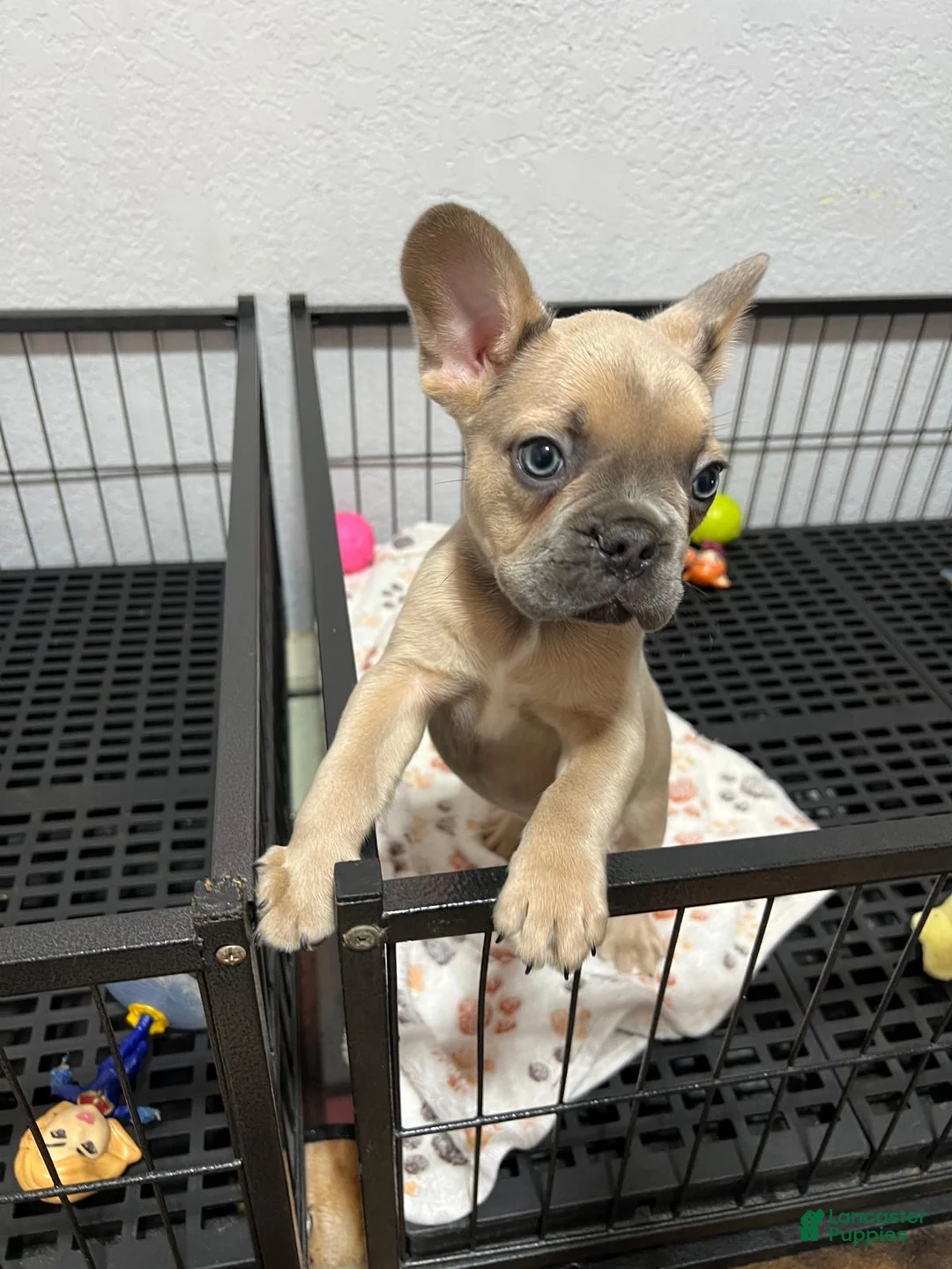 French Bulldog dogs for sale: Leo - Ad 2