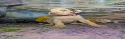 Great Dane dogs for sale: Anastasia Lilac Harlequin  - Ad 6