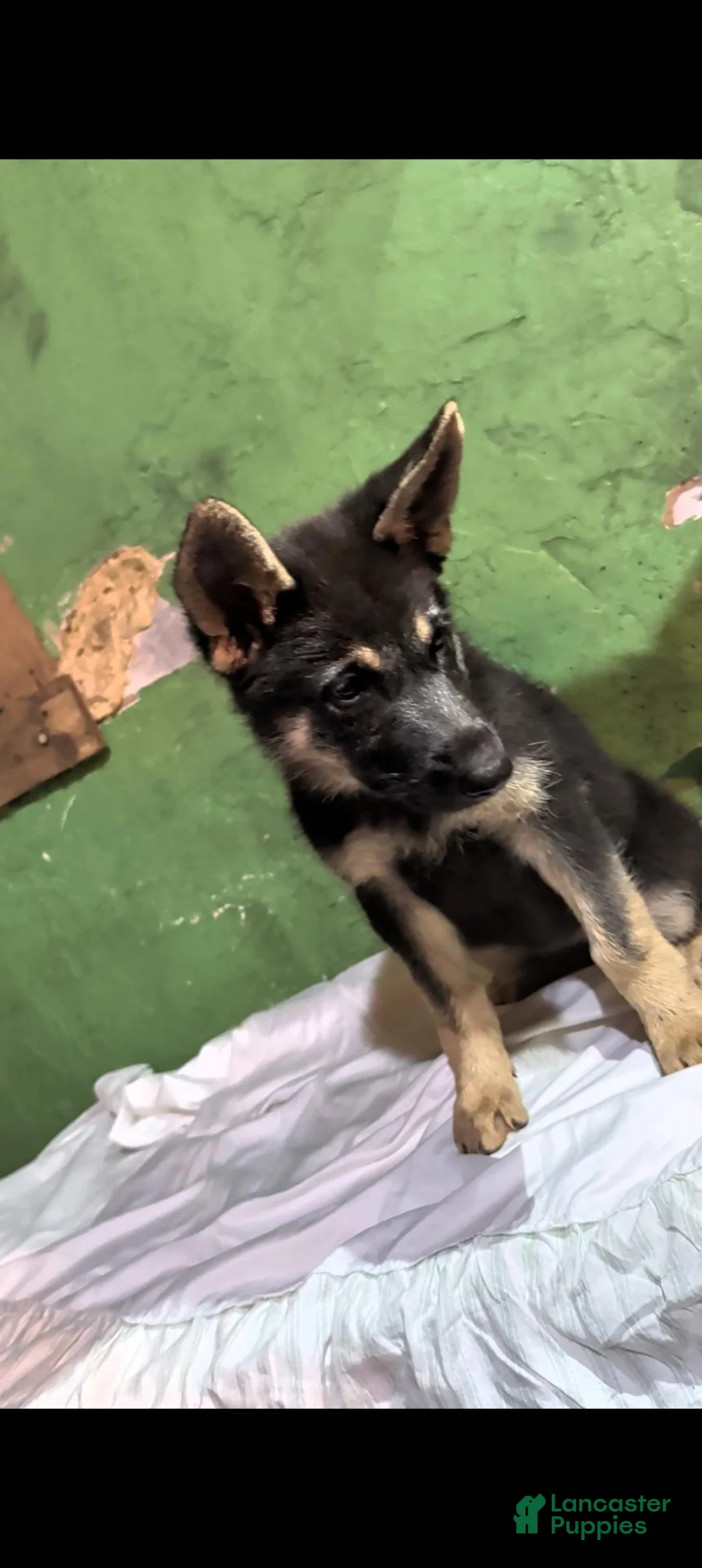 German Shepherd dogs for sale: German Shepherd 2 - Ad 2