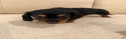Miniature Dachshund dogs for sale: Miniature Dachshund 1 - Ad 17