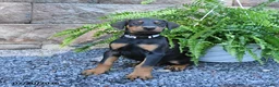 Doberman Pinscher dogs for sale: Pebbles - Ad 4