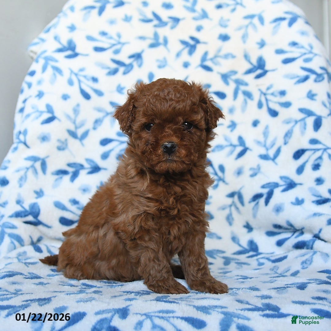 Cavapoo dogs for sale: Callie - Ad 1
