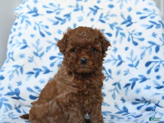 Cavapoo dogs Callie - Ad 11