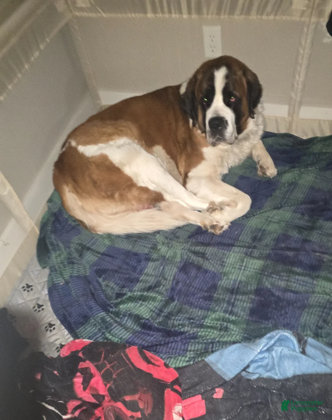 Saint Bernard dogs for sale: Saint Bernard Puppy 6 - Ad 2