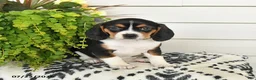 Beaglier dogs for sale: Muffin - Ad 3