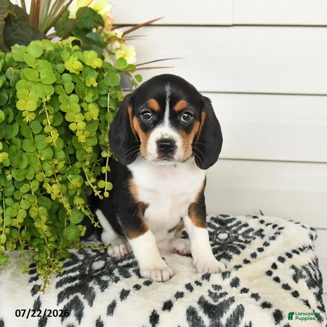 Beaglier dogs for sale: Muffin - Ad 3