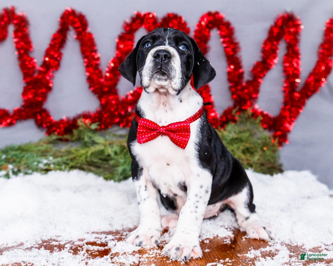 Great Dane dogs for sale: Cookie - Ad 12