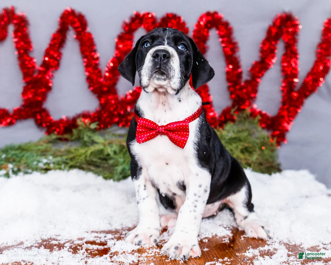 Great Dane dogs for sale: Cookie - Ad 23