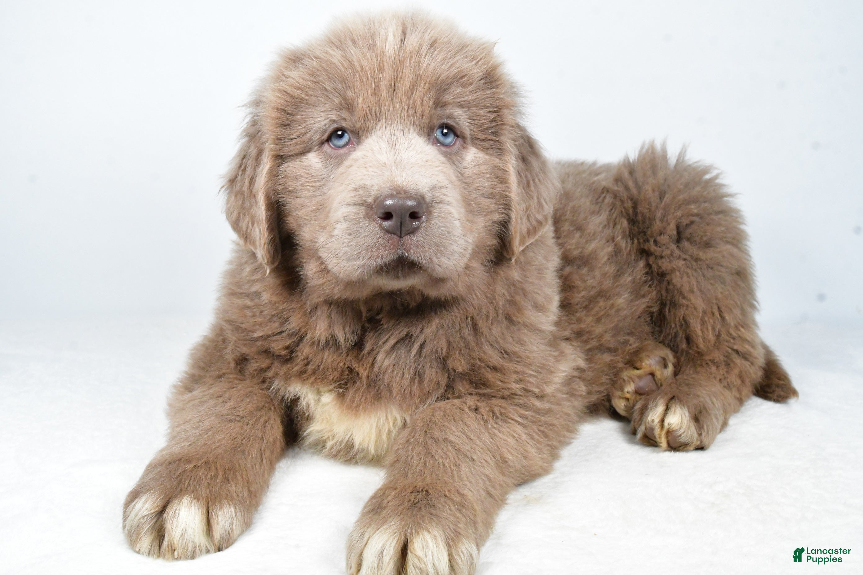 Newfoundland dogs Denver - Ad 35