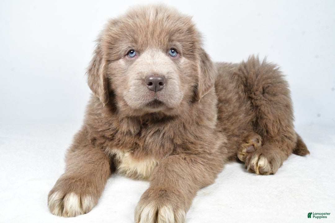 Newfoundland dogs for sale: Denver - Ad 1