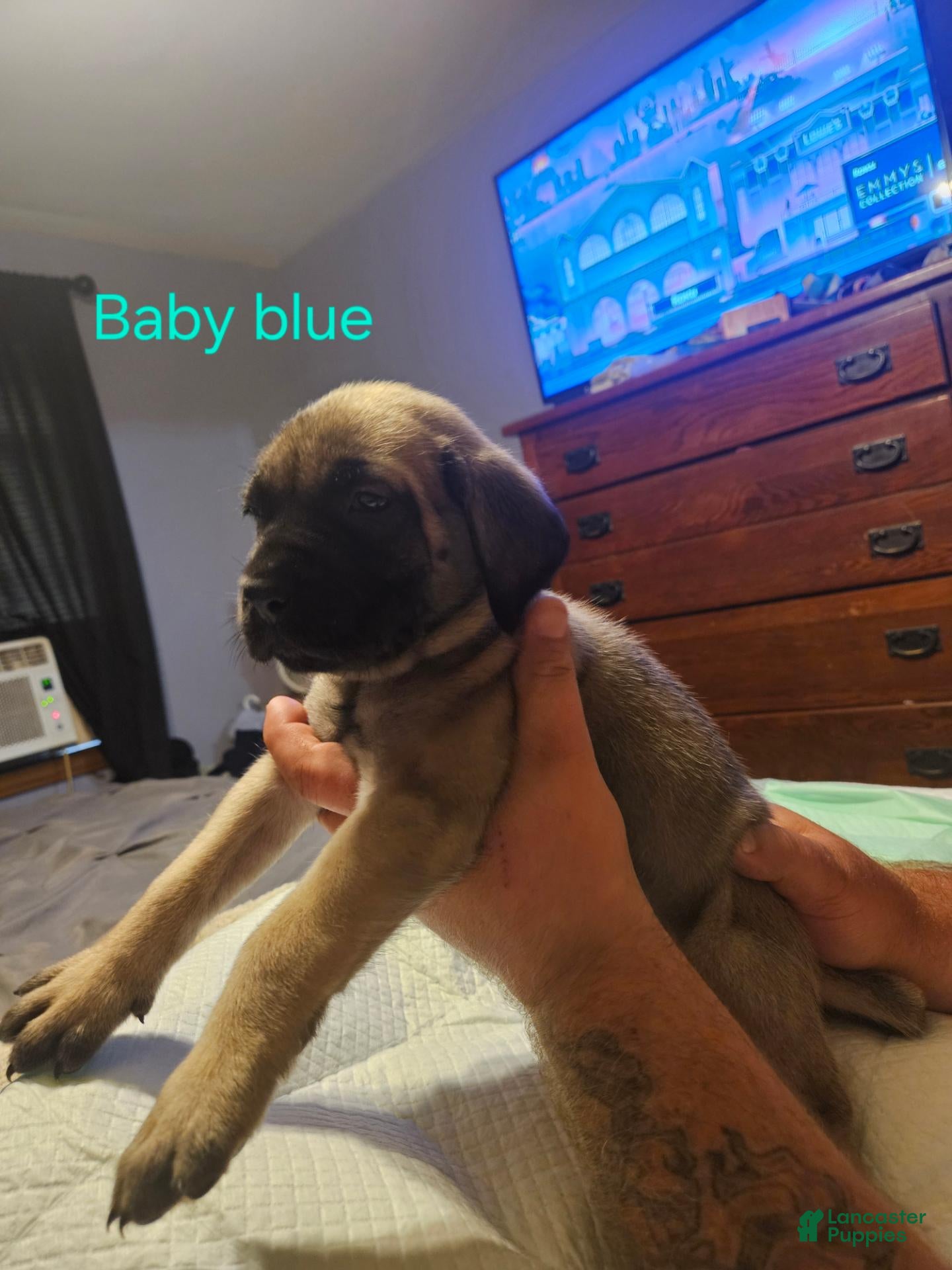 English Mastiff dogs English Mastiff 6 - Ad 30